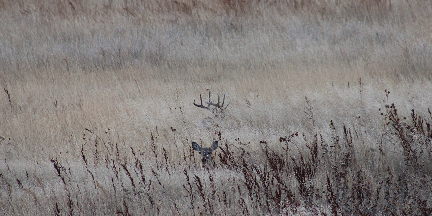 Bedded Buck and Doe